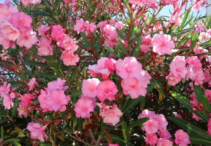 Kwitnący oleander w odcieniach różu. Warto pamiętać o jego **oleander zimowanie**, by cieszyć się nim w kolejnym sezonie.
