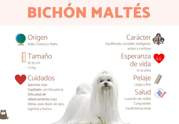 Un adorable bichón maltés, con su pelaje blanco y sedoso, es el protagonista de esta infografía que detalla su origen, tamaño, cuidados, carácter y salud.