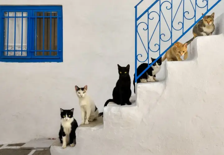Seis gatos de diferentes colores posan en escalones blancos. ¿Hasta qué edad crecen los gatos?