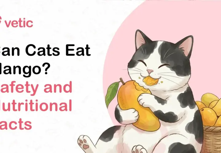 A happy cat enjoys a juicy mango, prompting the question: can cats have mango? Learn about safety and nutrition.