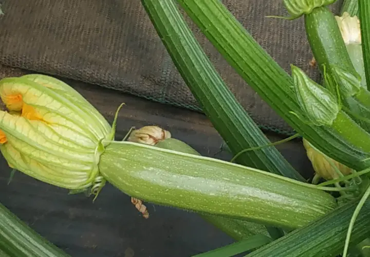 Un fiore giallo di zucchina si apre su un frutto verde, mostrando la varietà di tipi di zucchine in crescita.