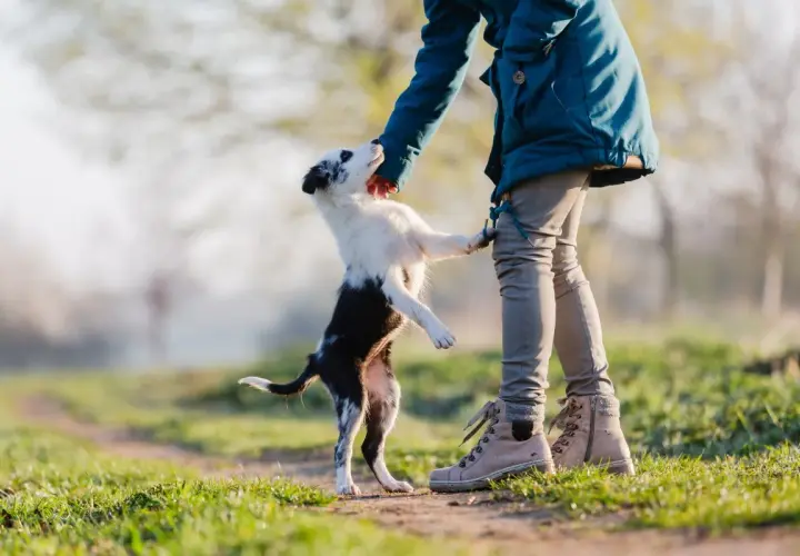 Ein kleiner Hund springt voller Freude auf mich zu, seine Pfoten berühren meine Hand.