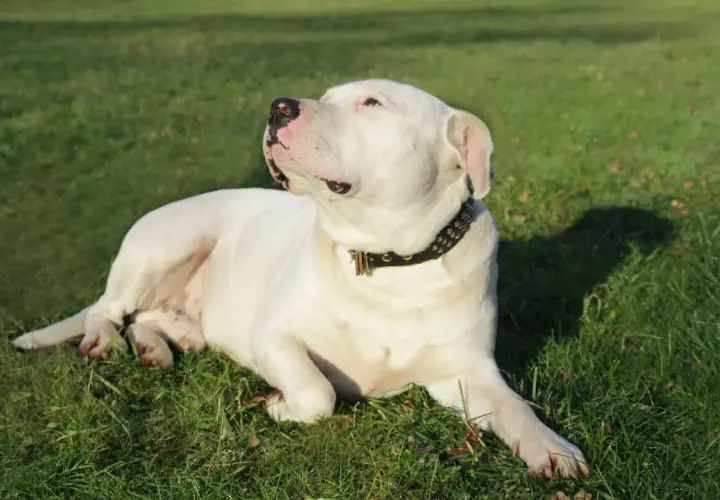 Un adorable dogo argentino bebe, con su collar tachonado, descansa plácidamente sobre la hierba verde, disfrutando del sol.