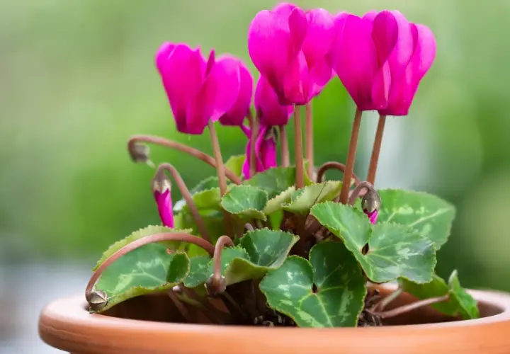 En kruka med en vacker cyklamen blomma i stark rosa färg. Bladen är gröna med silvermönster.