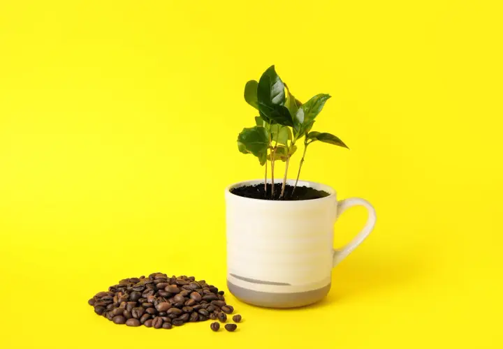 Piantine di caffè in una tazza, accanto a chicchi tostati. Simboleggia la produzione del caffè, dall'origine alla tazza.
