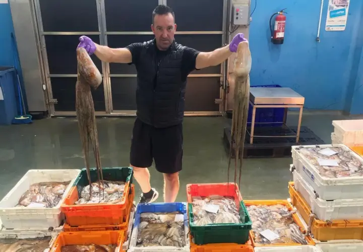 Hombre muestra dos pulpos grandes, celebrando la temporada pulpo. Cajas llenas de pulpos y calamares esperan en el muelle.