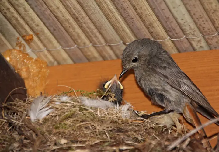 Ein Hausrotschwanz-Nest mit einem Jungvogel, der von einem Elternteil gefüttert wird.