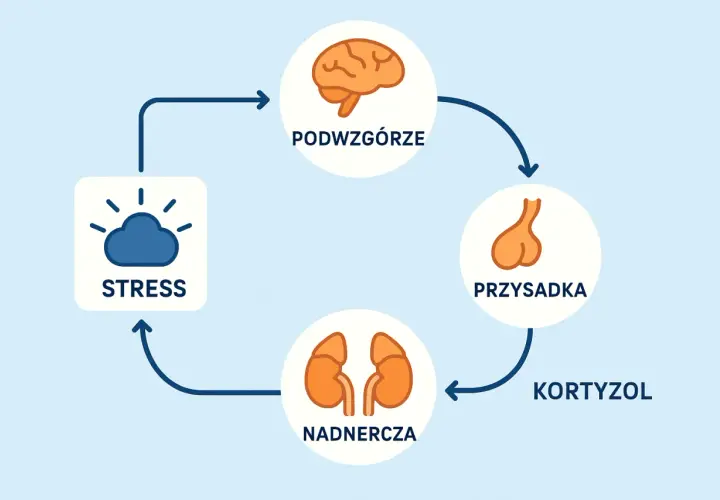 Schemat reakcji stresowej: stres, podwzgórze, przysadka, nadnercza i kortyzol.