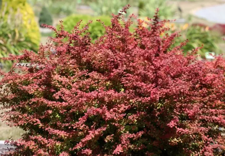 Jaki berberys na żywopłot? Odkryj idealne odmiany i porady
