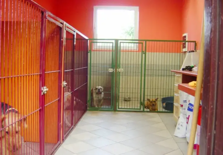 Jak założyć hotel dla psów: Kluczowe kroki i pułapki do uniknięcia