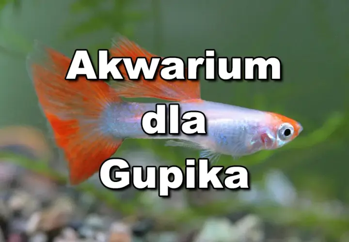 Ile gupików w akwarium? Oto, co musisz wiedzieć, aby uniknąć problemów