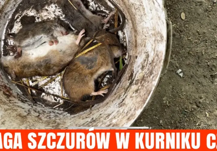 Gdzie wyrzucić trutkę na szczury - bezpieczna utylizacja krok po kroku
