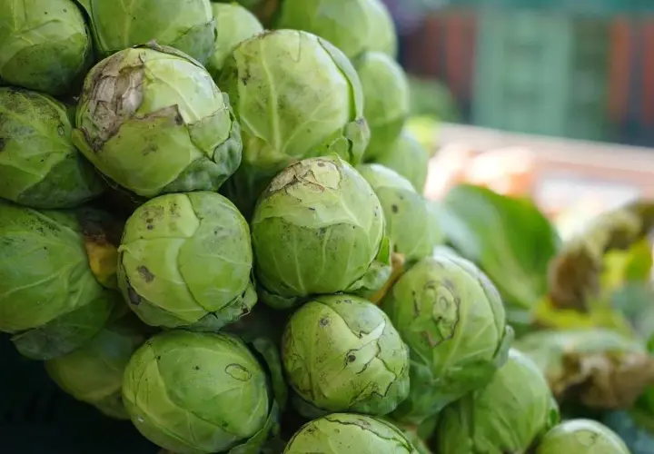 Un mucchio di freschi cavoletti di Bruxelles verdi, pronti per essere cucinati.
