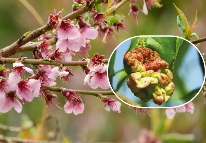 Fiori di pesco in primavera e un dettaglio di una foglia colpita dalla bolla del pesco, evidenziando la necessità di trattamenti invernali.