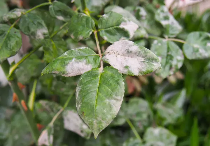 Feuilles de rosier atteintes par l'oidium, une poudre blanche recouvrant les feuilles vertes.