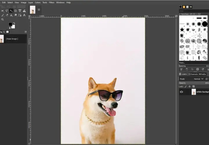 Shiba Inu w okularach i złotym łańcuchu, gotowy do nauki, jak usunąć tło w GIMP.