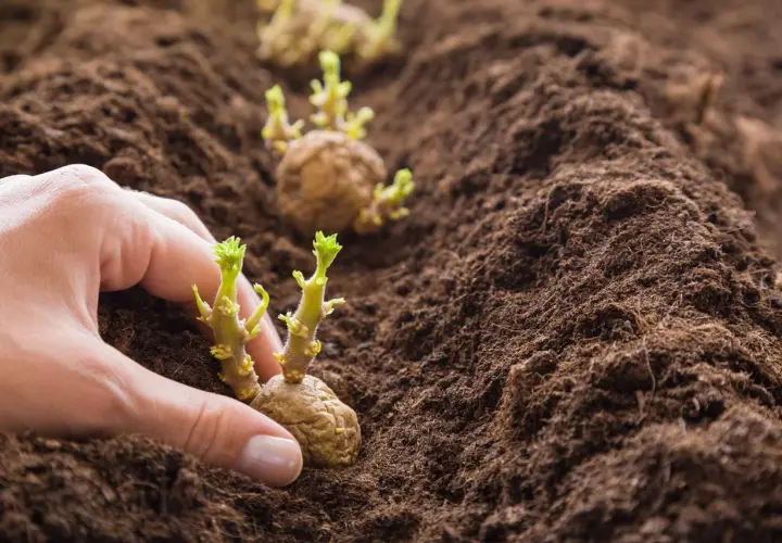 Mano che interra patate germogliate nel terreno. Scopri i trucchi per coltivare le patate e ottenere un ottimo raccolto.