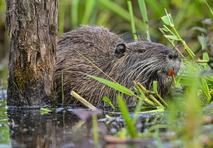 Ein Nutria-Tier mit seinen charakteristischen orangefarbenen Schneidezähnen frisst im Schilf.
