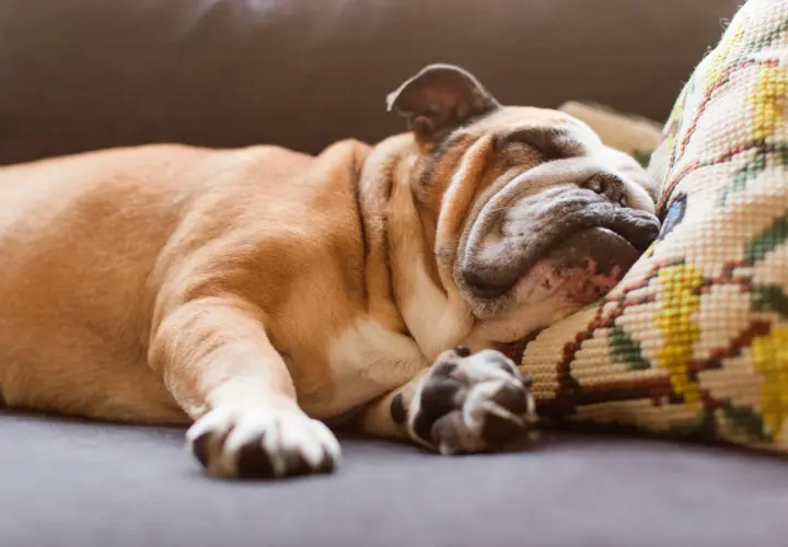 A sleeping bulldog dreams, its paws twitching. Do dogs have nightmares? This one seems peaceful, nestled on a patterned pillow.