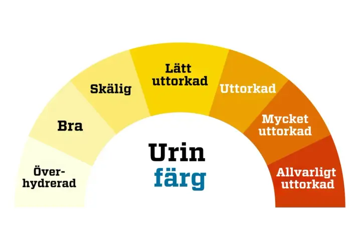 Färgkarta för urin. Indikerar vätskenivå från överhydrerad till allvarligt uttorkad. Urin luktar illa klimakteriet kan vara ett tecken på uttorkning.