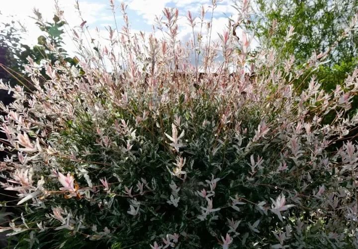 Un arbuste de saule crevette sur tige, aux feuilles panachées de blanc et de rose pâle, se dresse sous un ciel bleu nuageux.