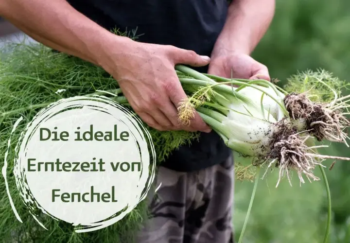 Hände halten frisch geernteten Fenchel mit Wurzeln. Die ideale Erntezeit von Fenchel ist jetzt.