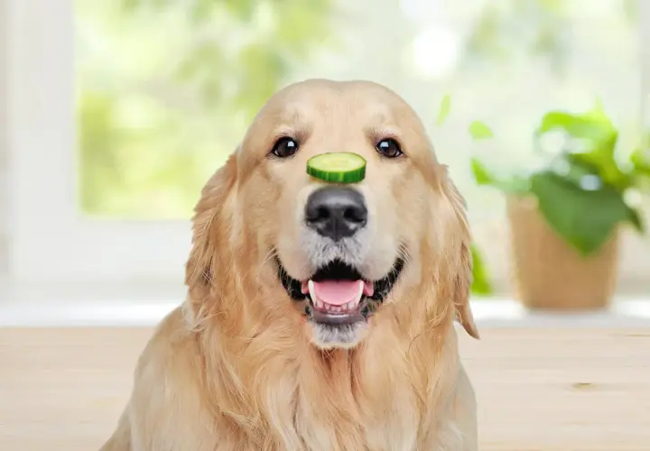 Ein goldener Retriever-Hund mit einer Gurkenscheibe auf der Nase.