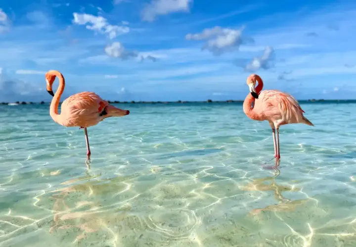 Zwei Flamingos im kristallklaren Wasser vor Aruba. Perfekt für die **Aruba beste Reisezeit**!