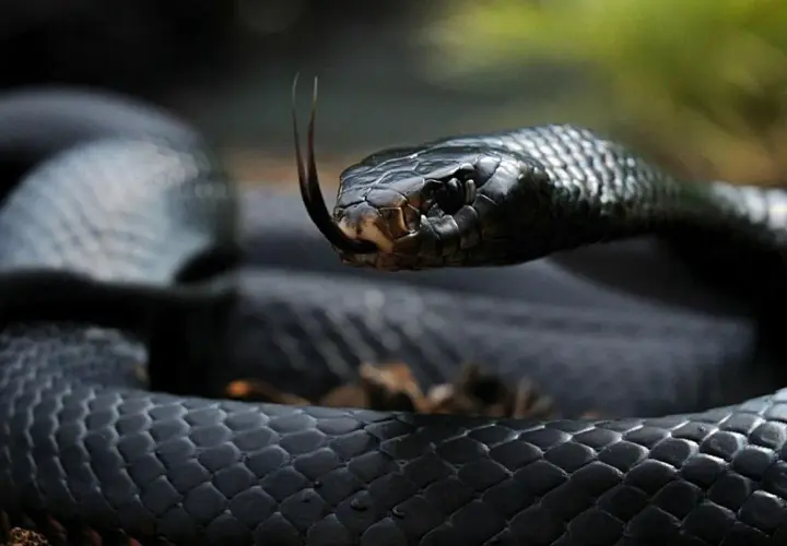Serpiente negra con la lengua bífida fuera, como si soñar con serpientes que no te hacen nada fuera posible.