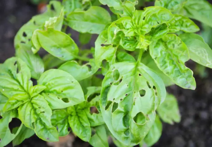 Foglie di basilico bucate, con piccoli fori che sembrano disegnati da insetti golosi.