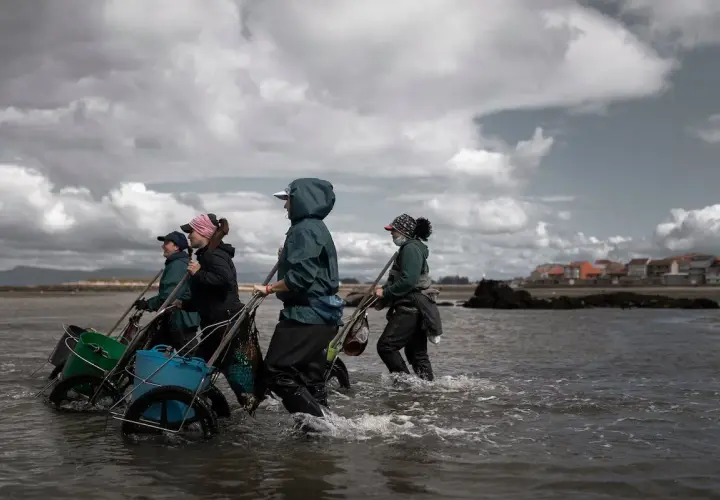 Mariscadoras gallegas, con sus carritos, caminan por el agua en busca de marisco.