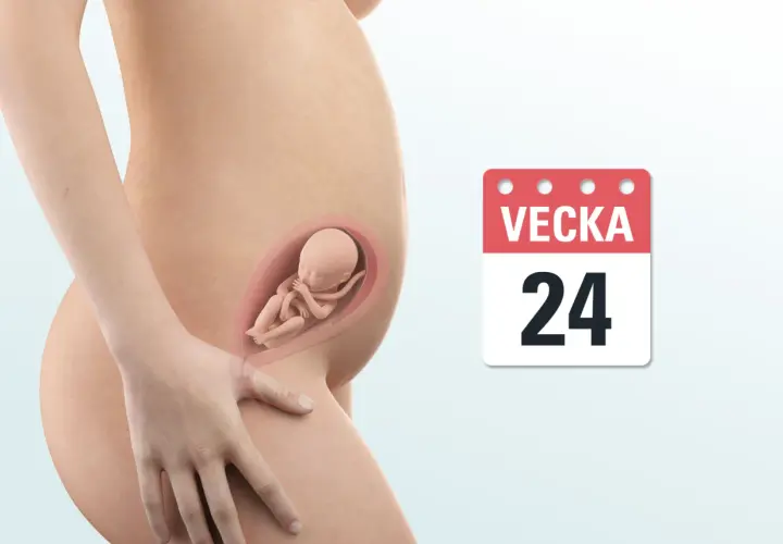 Gravid vecka 24. En illustration visar en gravid mage med ett foster inuti. Bredvid syns en kalender med texten "VEcka 24".