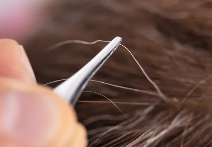 Pinzas extraen un cabello blanco, recordando el mito de que si te arrancas una cana salen más.