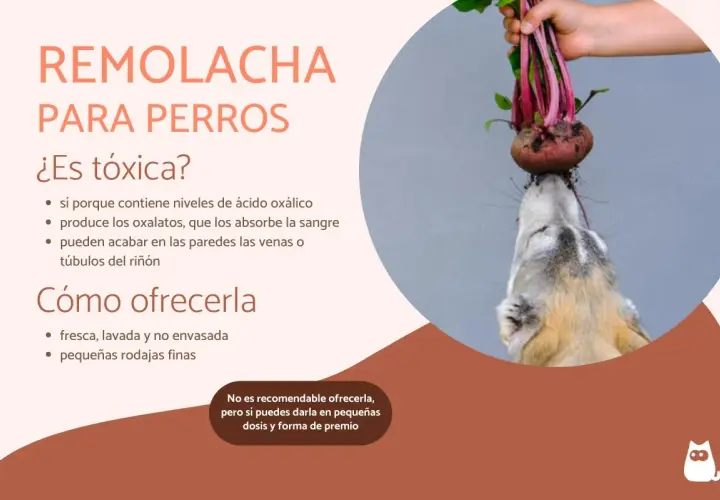 Un perro curioso intenta morder una remolacha fresca. Los perros pueden comer remolacha, pero con moderación.