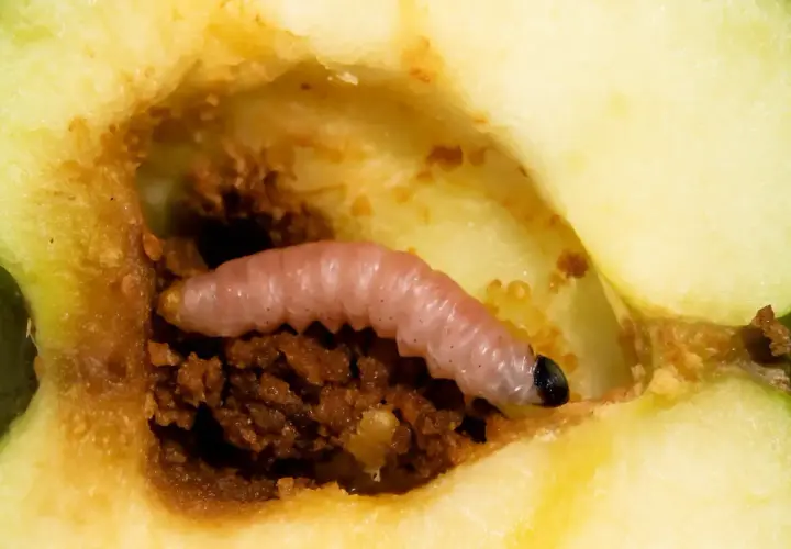 Ein rosafarbener Apfelwickler frisst sich durch einen Apfel. Diese Bilder zeigen das Innere eines Apfels mit einem Schädling.