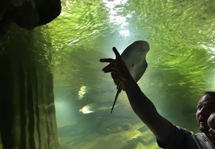Ojciec z dzieckiem w oceanarium w Międzyzdrojach, zachwyceni płaszczką. Wspaniałe opinie o tym miejscu!