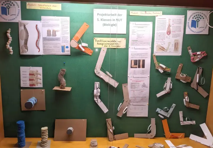 Projektorientierter Unterricht: Schüler der 5. Klasse bauen Modelle zur Biologie, z.B. zur Wirbelsäule und Muskeln.