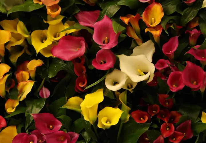 Un bouquet de lys calla aux couleurs vives : jaune, rose, blanc, rouge et orange, avec des feuilles vertes luxuriantes.