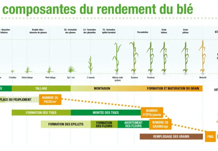 Schéma illustrant les étapes de croissance du blé, de la semence à la maturité, et les facteurs influençant le rendement.