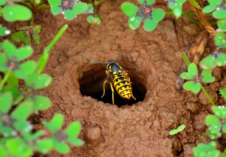 Eine Wespe verlässt ihr Nest im Erdreich. Solche Nester sind wichtig für den Wespen Naturschutz und das Ökosystem.