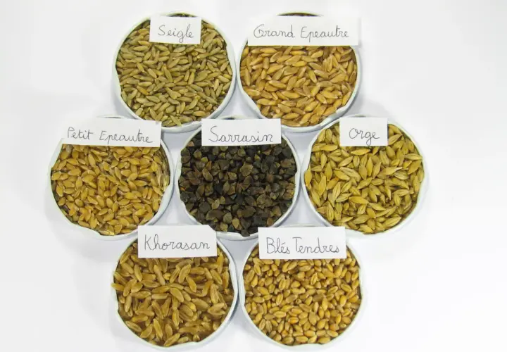 Sept coupelles présentent différentes variétés de céréales : seigle, grand épeautre, petit épeautre, sarrasin, orge, blés tendres et Khorasan.