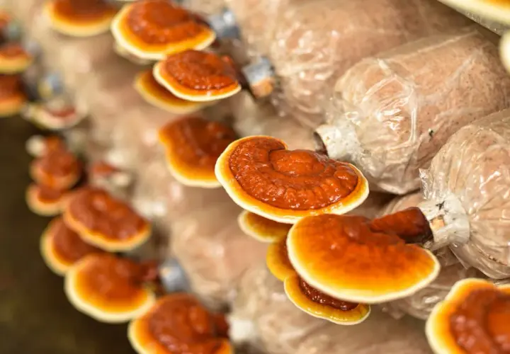 Rzędy błyszczących, pomarańczowo-brązowych grzybów reishi wyrastają z worków substratu.