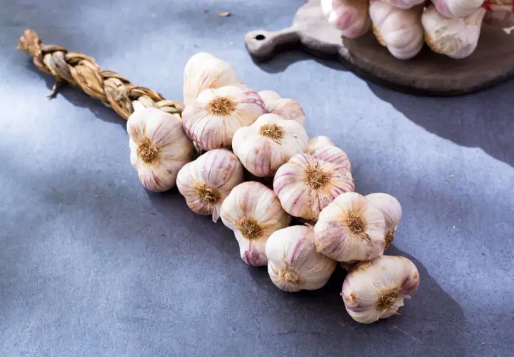 Ein geflochtener Zopf aus frischem Knoblauch, bereit zur Ernte. Die Knollen sind weiß mit lila Streifen. Perfekt für die Lagerung, wann knoblauch ernten?