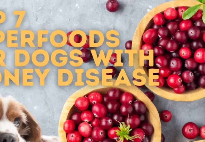 A cute dog peeks out next to bowls of cranberries, hinting at a kidney diet for dogs and top superfoods.