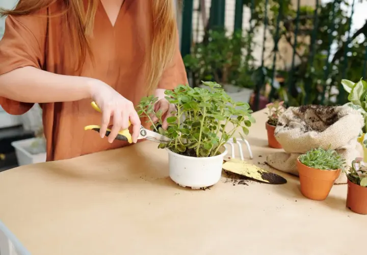 Une personne utilise des ciseaux pour tailler une plante d'intérieur, une étape clé pour savoir comment faire revivre une plante d'intérieur.