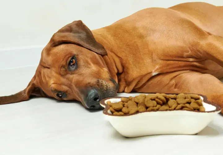 A sad, brown dog lies next to a full bowl of kibble, making you wonder, "why is my dog not eating?
