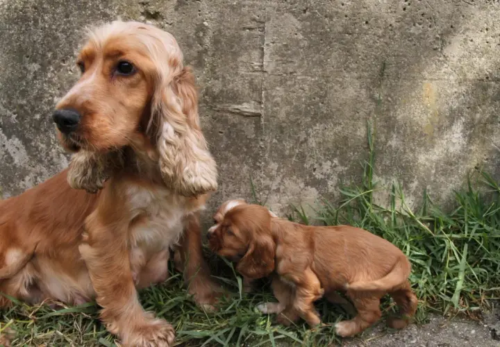 Uroczy szczeniak cocker spaniela przy mamie. Zastanawiasz się nad cocker spaniel cena?