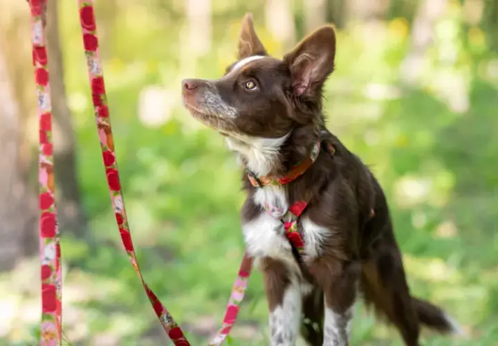 Obroża czy szelki dla border collie - co wybrać dla aktywnego psa?
