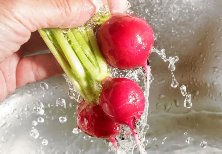 Frische Radieschen werden unter fließendem Wasser gewaschen, bereit zur Lagerung.