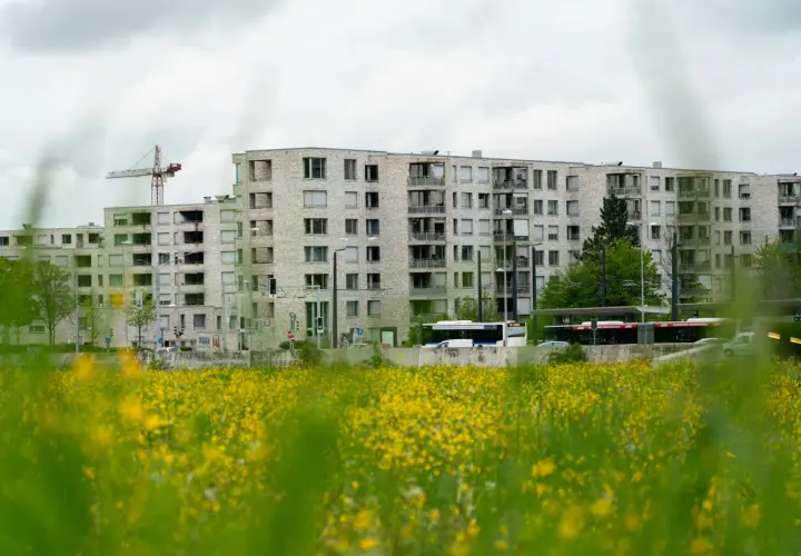 Nowy blok mieszkalny w budowie, z żurawiem i polem żółtych kwiatów na pierwszym planie.